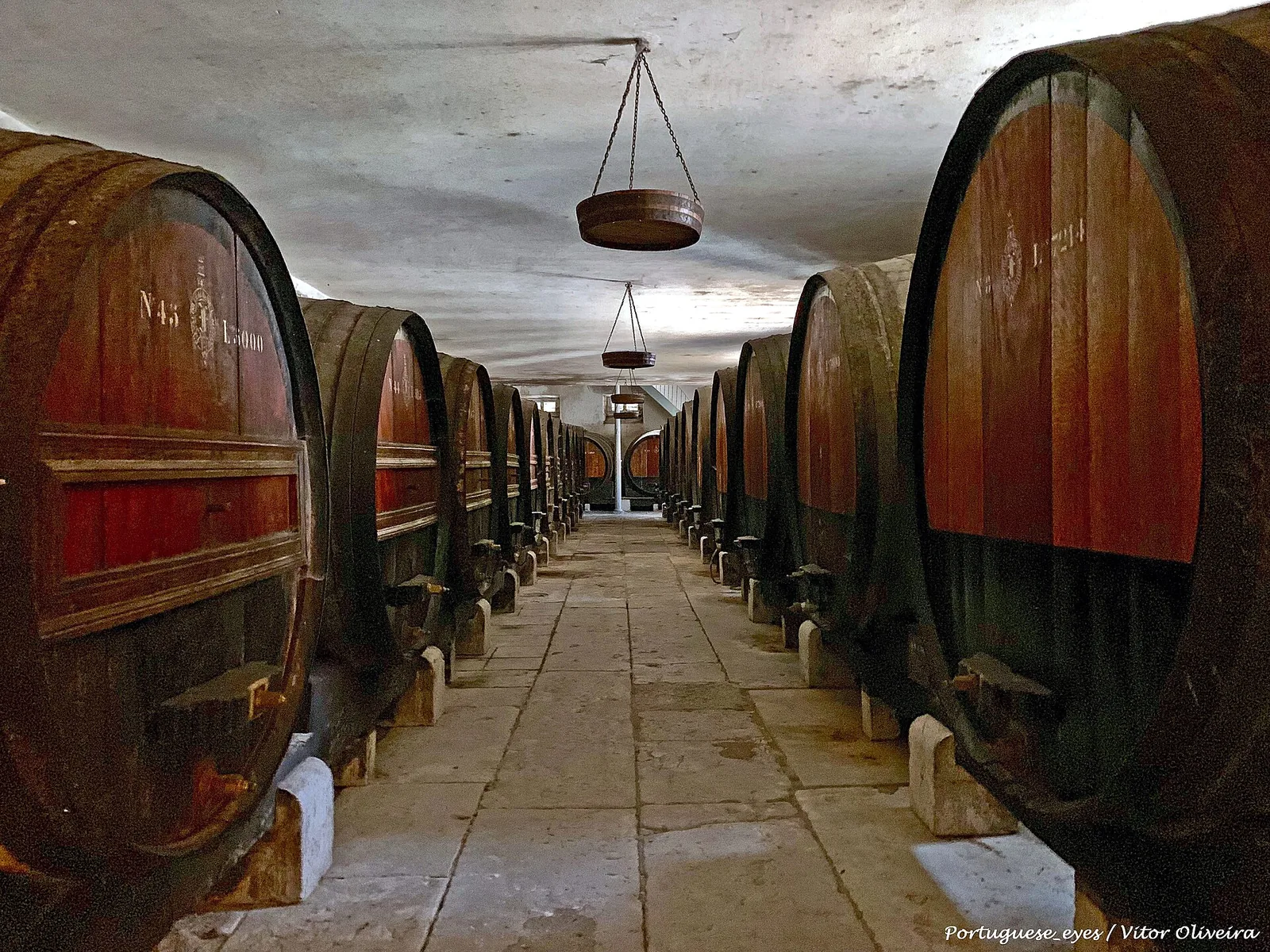 A long aisle of large numbered wooden casks in the old cellar at José Maria da Fonseca in Azeitão
