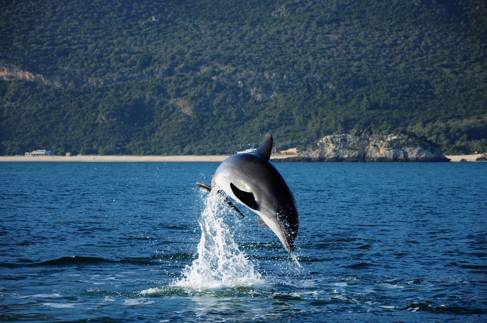 A bottlenose dolphin leaping clear of the water in the Sado estuary, off the Arrábida coast