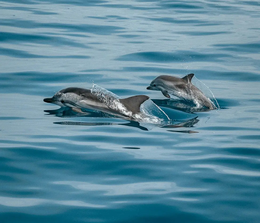 A catamaran and wild dolphins in the Sado estuary
